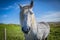 Highland horse at Scotland, Shetland Islands