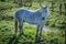 Highland horse at Scotland, Shetland Islands, United Kingdom