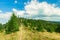 highland landscape pine forest mountain ridge with dirt lonely trail touristic route along wilderness environment space in clear