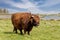 Highland Long Hair Cow On A Pasture Eating Grass