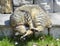 Highland Lynx Cat Sleeping on Porch Steps