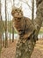 Highland Lynx Cat in a Tree