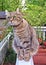 Highland Lynx Tabby Cat on a Porch Looking Around