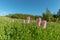 Highland meadow in bloom in springtime