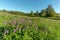 Highland meadow in bloom in springtime