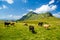 Highland meadow with grazing cows