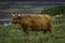 Highland moo on pasture