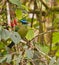 The Highland Motmot