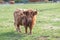 Highland Scottish Cattle in a green pasture