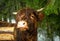 Highland Scottish Cow in a Cattle Corral