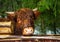 Highland Scottish Cow in a Cattle Corral