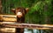 Highland Scottish Cow in a Cattle Corral