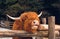 Highland Scottish Cow in a Cattle Corral