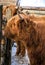Highland Scottish Cow in a Cattle Corral