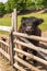 A highland Scottish cow on a farm. A black shaggy Scottish bull.