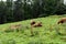 Highland Scottish cow Hielan coo, Bo Ghaidhealach grazing on the green grass pastures in Scotland nature