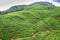 Highland tea plantation. Nuwara Eliya, Sri Lanka.