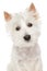 Highland Terrier (westie) on white background