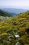 Highland view with rocks, herbs and yellow wildflowers