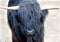 Highlander cow 3