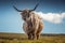 Highlander cow with the hair moved by the wind, Scotland