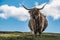 Highlander cow with hair moved by the wind watching the photographer, Scotland
