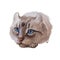 Highlander kitten lying on paw on white background. Digital art illustration of hand drawn kitty for web. Head of kitten with deep
