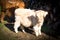 Highlander. Scottish cow calf