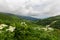 Highlands and green meadows Oshten Fisht in the Caucasus Reserve. Caucasian reserve, mountain, Krasnodar region