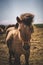 Highlands Horse Closeup Head Detail Brown Hair Windy