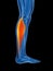 Highlighted gastrocnemius