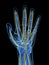 Highlighted human hand nerves