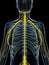 Highlighted nerve system