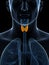 Highlighted thyroid gland