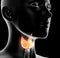 Highlighted thyroid gland of a woman, medically 3D illustration on black background