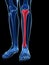 Highlighted tibia