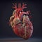Highly detailed 3D rendered human heart