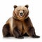 Highly Detailed 8k Resolution Image Of A Clever Bear On A White Background