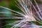 Highly detailed close up of dry faded fluffy strings of grass with dew raindrops.