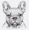 Highly detailed hand drawn French Bulldog vector illustration