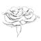 Highly detailed hand drawn rose