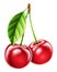 Highly detailed high quality realistic cherry illustration
