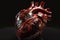 Highly detailed human heart model on dark background