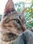 Highly detailed photo of the face of the gray cat in the backyard. Gray cat\'s face in focus.