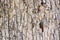 Highly detailed tree bark texture