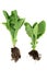 Highly Nutritious Fresh Spinach Plants with Roots