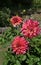 Highly ornamental delightfully delicate pink-purple dahlia flowers bush in garden