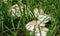 Highly poisonous mushroom Chlorophyllum molybdites which has the common names of false parasol, green-spored Lepiota.