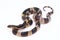 Highly venomous, Malayan krait or blue krait Bungarus candidus