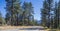 Highway through California Pine Trees